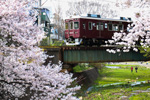 夙川公園の桜と阪急電車
