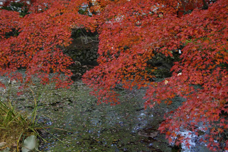 紅葉の池