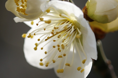 キヤノンEF100mmF2.8マクロUSMレンズで撮った梅の花