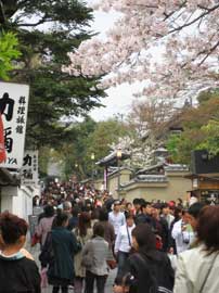 京都の桜名所
