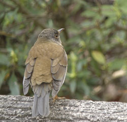 デジスコで撮影した野鳥